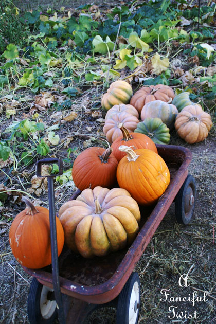 Pumpkin Picking Day 1 Pumpkin Picking Day 1