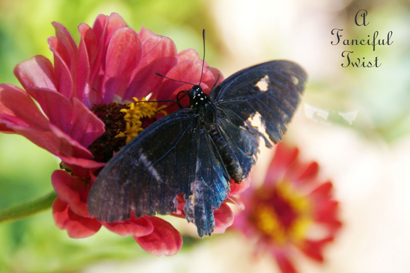 Tattered Butterfly Tattered Butterfly