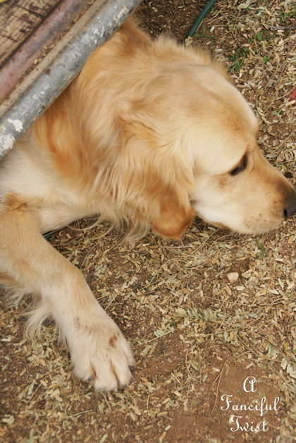 Gypsy living 17 Gypsy living 17