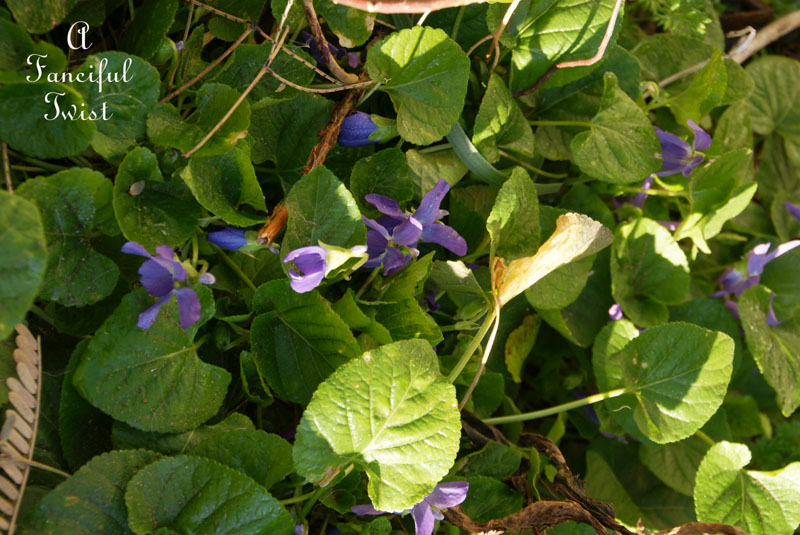 Candied violets 4 Candied violets 4