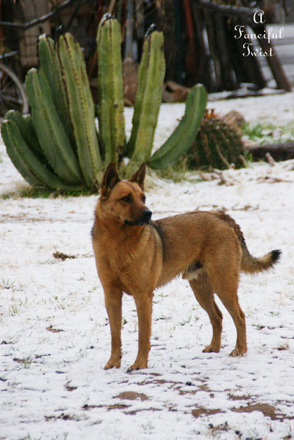 Snow dogs 5 Snow dogs 5