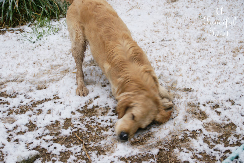 Snow dogs 17 Snow dogs 17