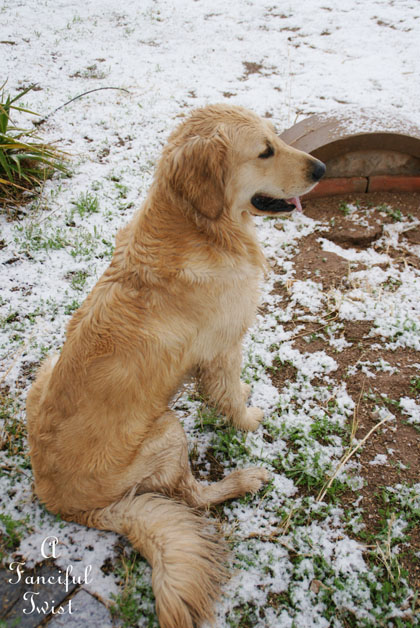 Snow dogs 6 Snow dogs 6