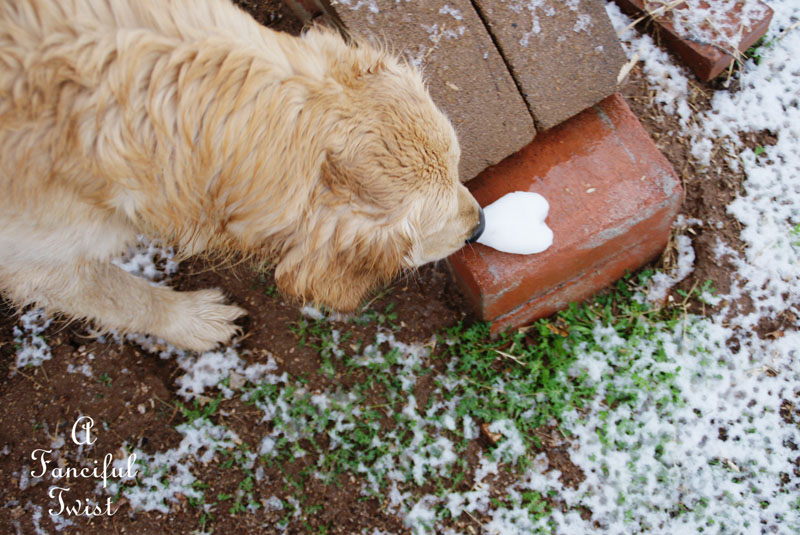 Snow dogs 7 Snow dogs 7
