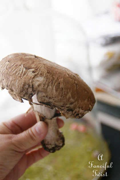 Snow dogs 8 Snow dogs 8