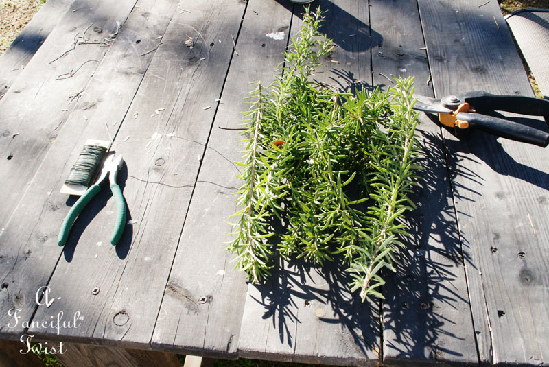 Rosemary heart 2 Rosemary heart 2