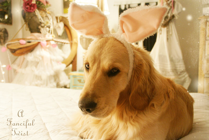 Bunny love 3 Bunny love 3