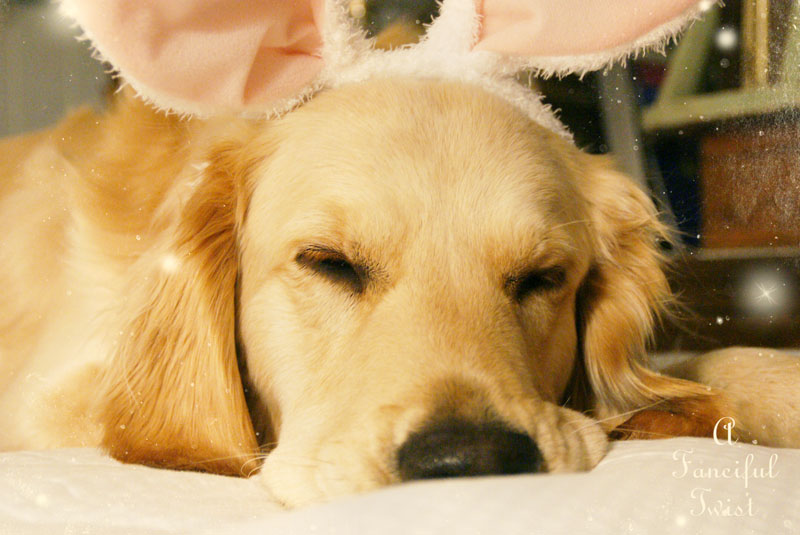 Bunny love 2 Bunny love 2