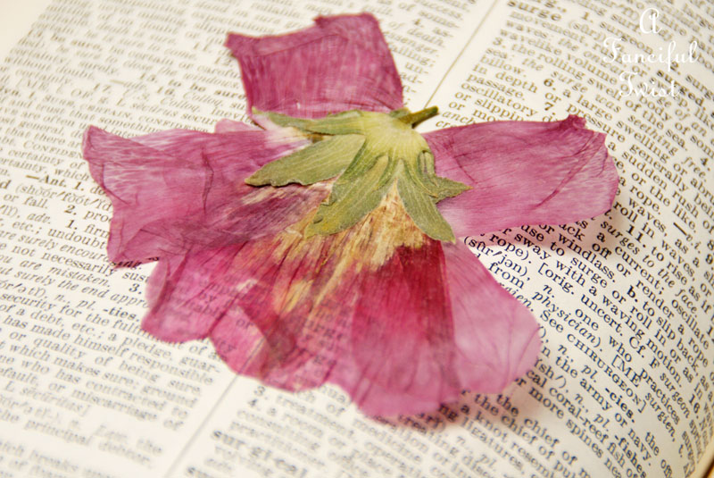 Spring collecting 6 Spring collecting 6