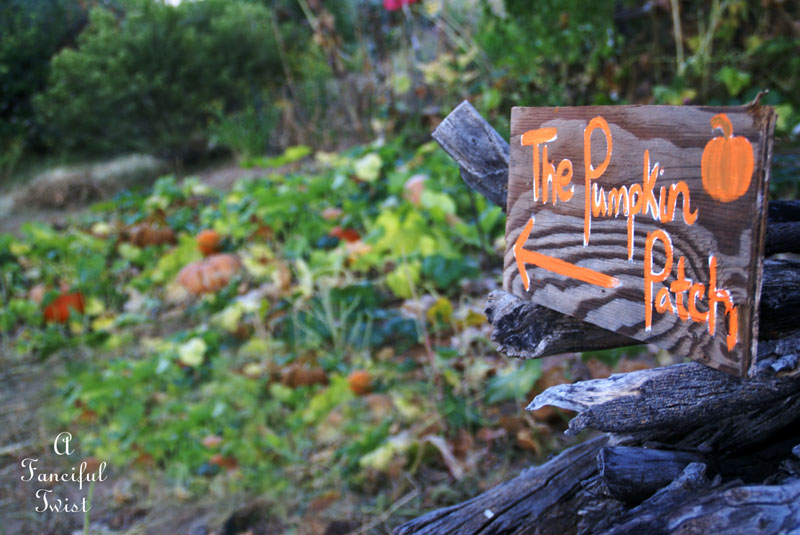 Pumpkin Picking Day 4 Pumpkin Picking Day 4