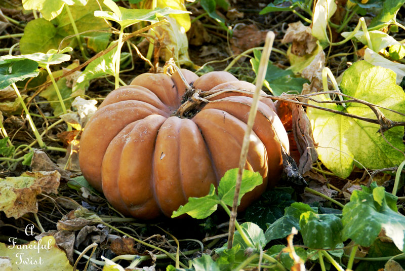 Pumpkin Picking Day 9 Pumpkin Picking Day 9