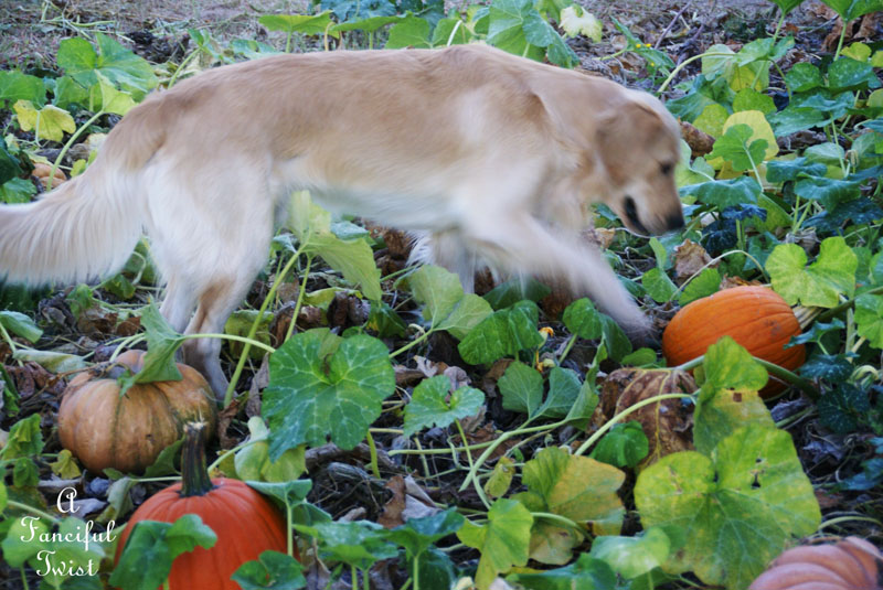 Pumpkin Picking Day 3 Pumpkin Picking Day 3