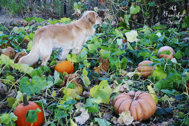 Pumpkin Picking Day 2 Pumpkin Picking Day 2