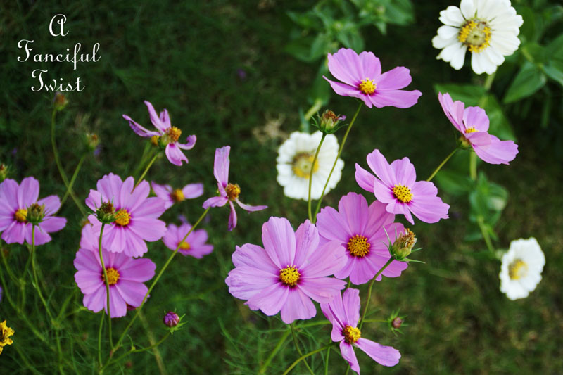 October flowers 2 October flowers 2