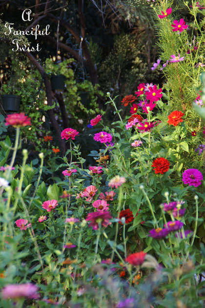 October flowers 5 October flowers 5