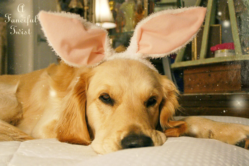 Bunny love 1 Bunny love 1