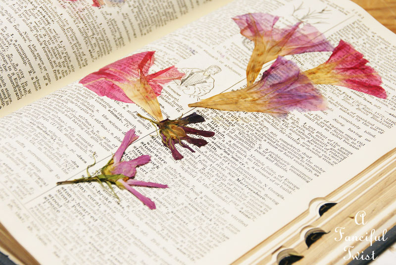 Spring collecting 8 Spring collecting 8