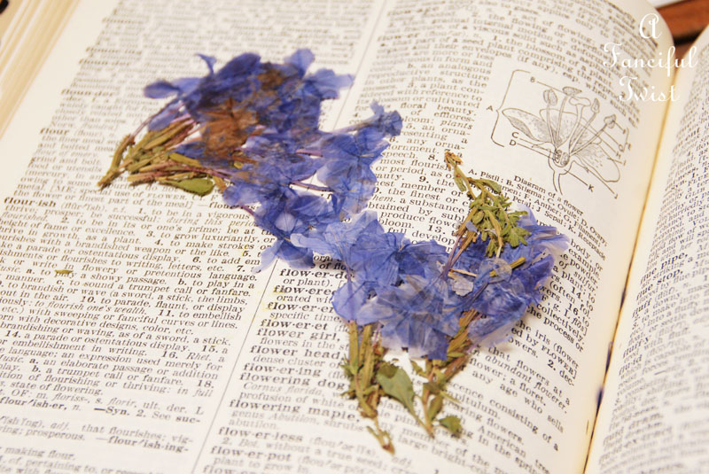 Spring collecting 5 Spring collecting 5