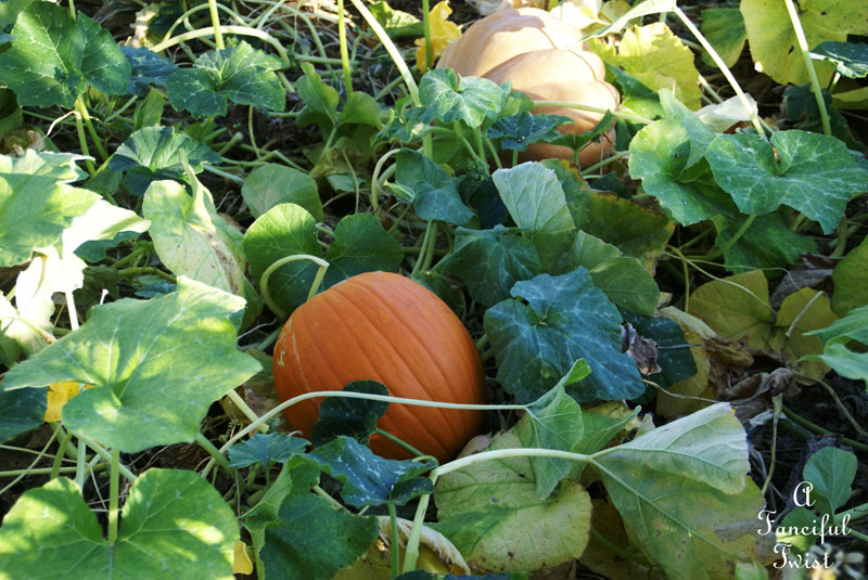 Pumpkin Picking Day 11 Pumpkin Picking Day 11