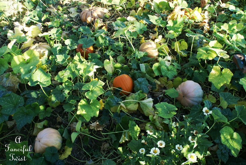 Pumpkin Picking Day 7 Pumpkin Picking Day 7