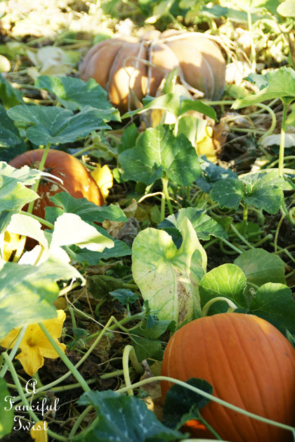 Pumpkin Picking Day 14 Pumpkin Picking Day 14