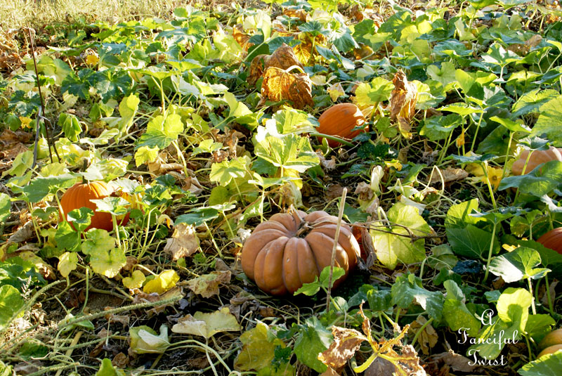 Pumpkin Picking Day 10 Pumpkin Picking Day 10