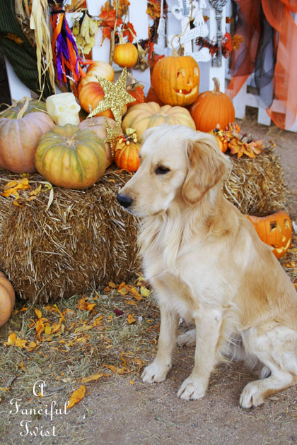 Halloween Party 9 Halloween Party 9