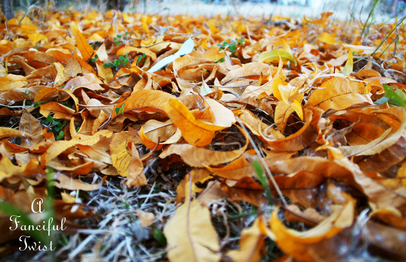 Autumn groove 1 Autumn groove 1