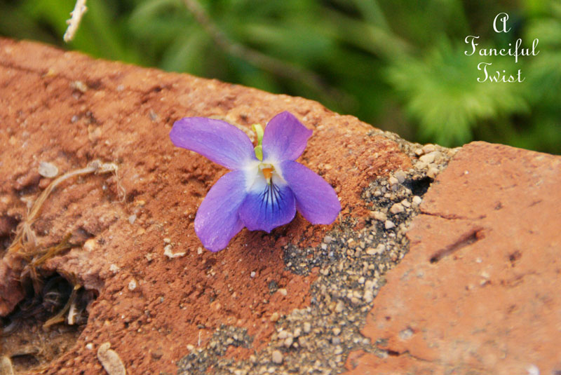 Candied violets 5 Candied violets 5