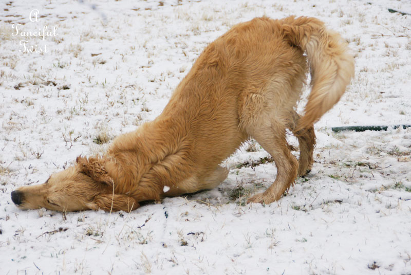 Snow dogs 4 Snow dogs 4