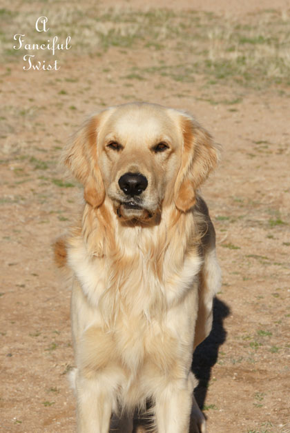 Snow dogs 12 Snow dogs 12