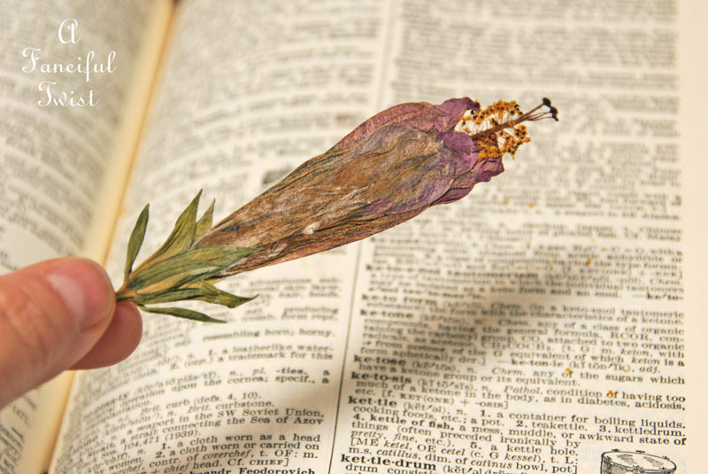 Spring collecting 4 Spring collecting 4