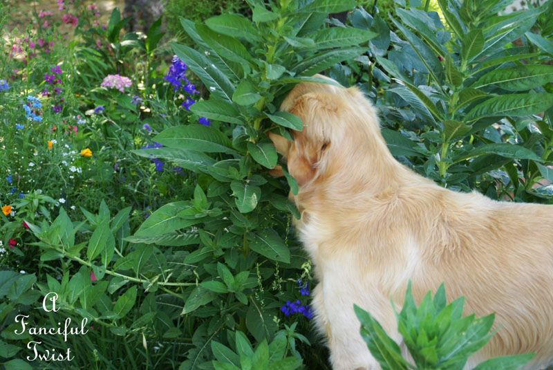 Growing garden 11 Growing garden 11