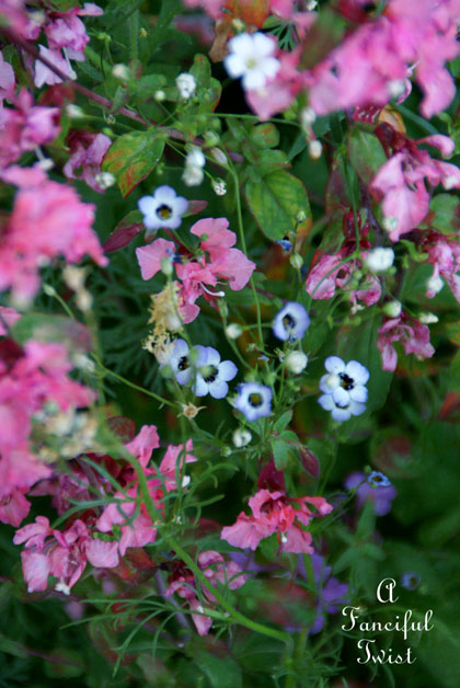 Growing garden 14 Growing garden 14