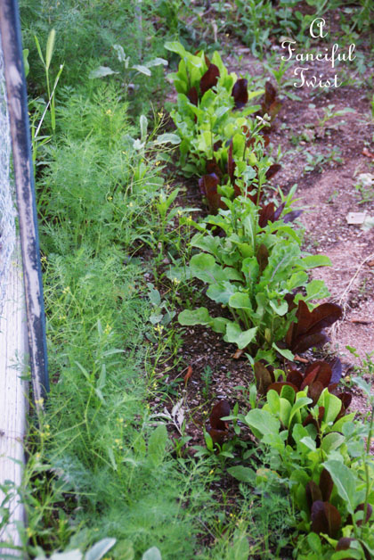 Growing garden 26 Growing garden 26