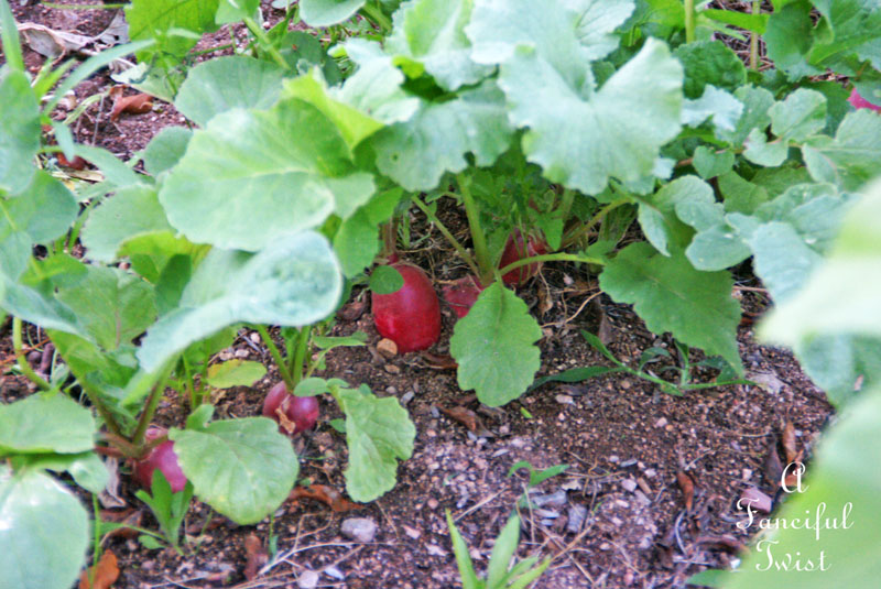 Growing garden 25 Growing garden 25