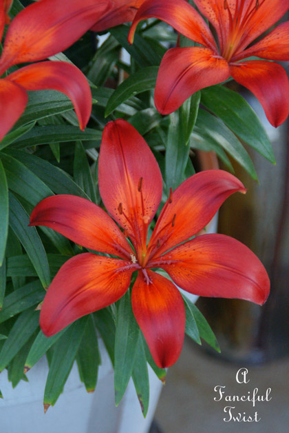 Growing garden 44 Growing garden 44