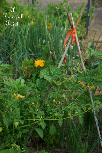 Summer garden 5 Summer garden 5