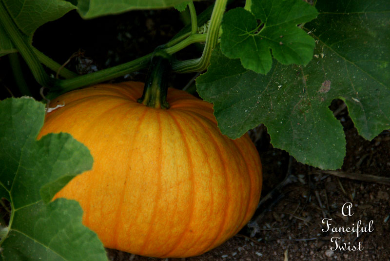 Summer garden 11 Summer garden 11