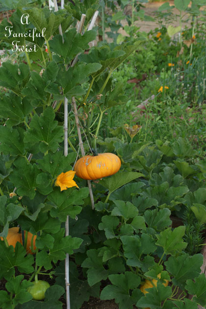 Summer garden 4 Summer garden 4