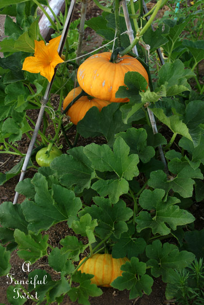 Summer garden 14 Summer garden 14