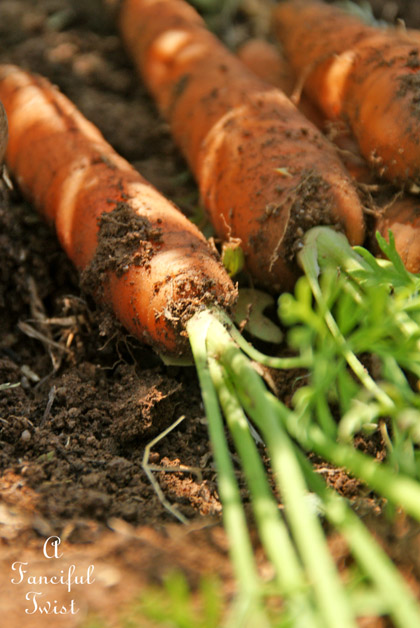 Carrot cake cupcakes 3 Carrot cake cupcakes 3