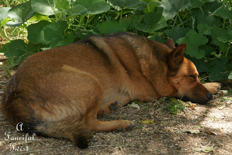 Gypsy garden 5 Gypsy garden 5