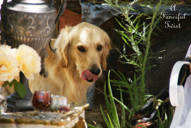 Gypsy garden 18 Gypsy garden 18