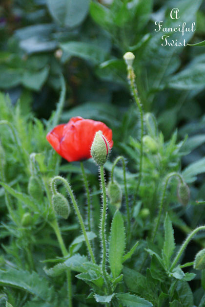 Growing garden 15 Growing garden 15