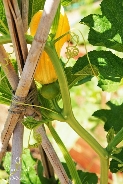 Growing garden 36 Growing garden 36