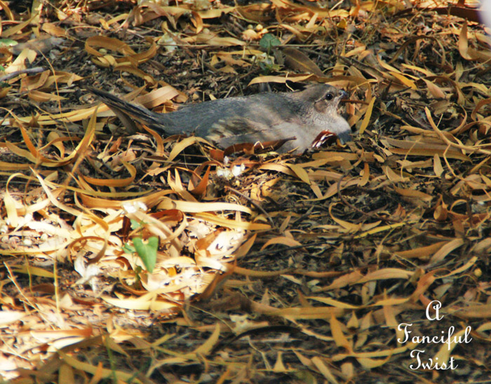 Growing garden 34 Growing garden 34