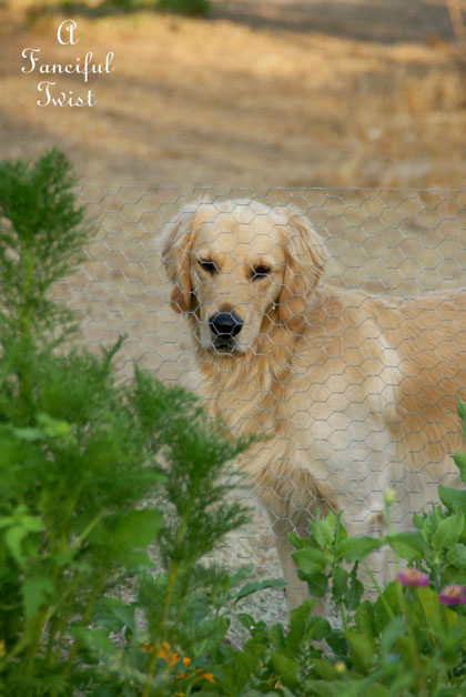 Summer garden 2 Summer garden 2