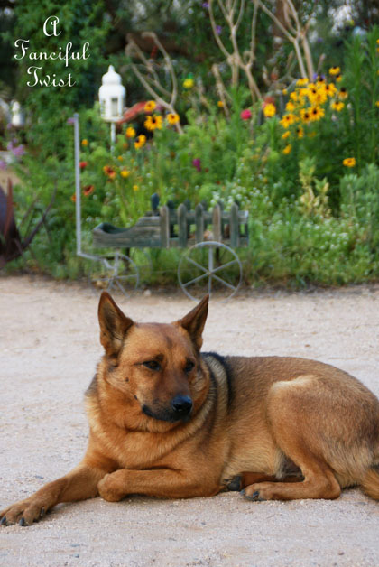 Summer garden 24 Summer garden 24