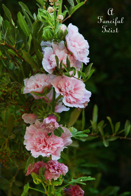 Summer garden 27 Summer garden 27